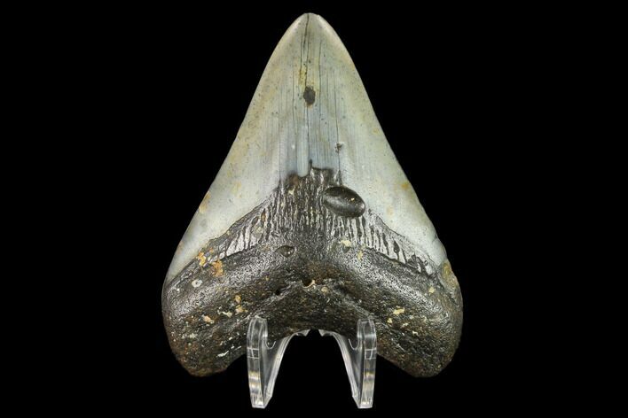 Fossil Megalodon Tooth - North Carolina #131581